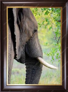 elephant-Pictorial Carpet