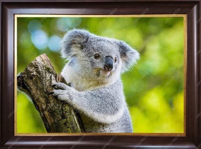 Koala-Pictorial Carpet