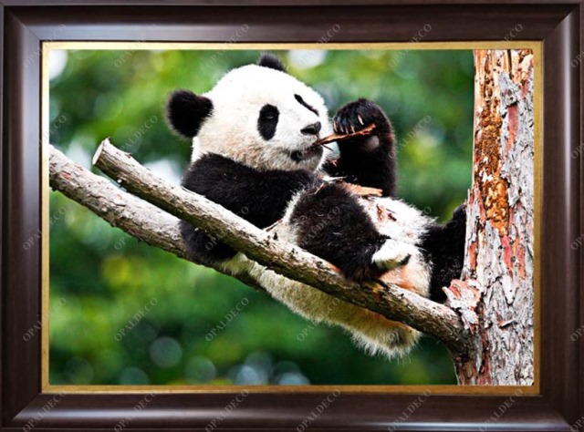 A1082-Panda-Pictorial Carpet