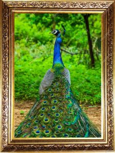 A1088-peacock-Pictorial Carpet